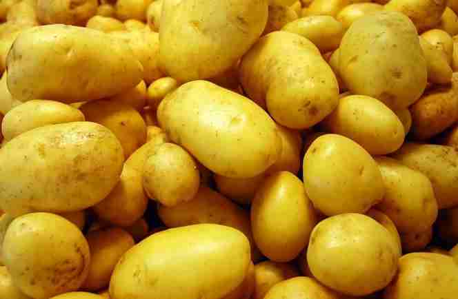 خرید و قیمت سیب زمینی نژاد آگریا + فروش صادراتی